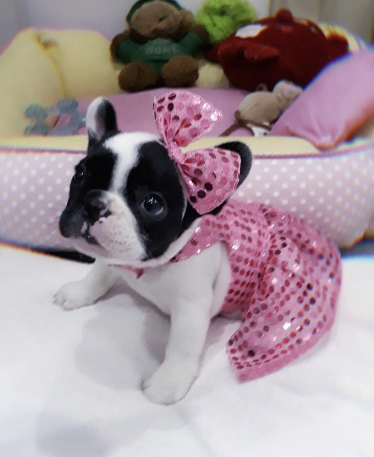 franse bulldog