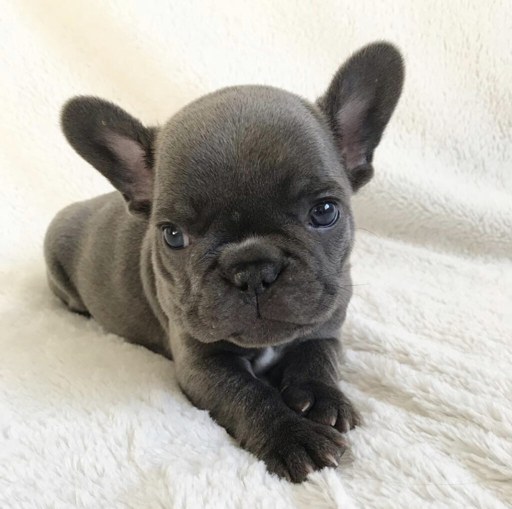 franse bulldog