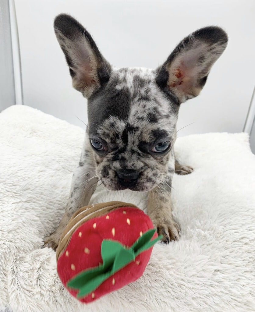 franse bulldog