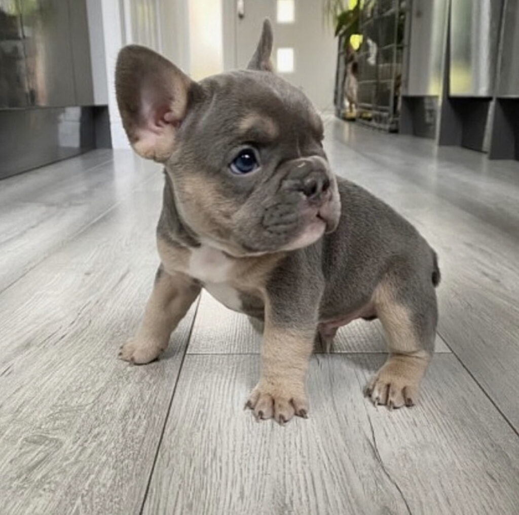 bulldog