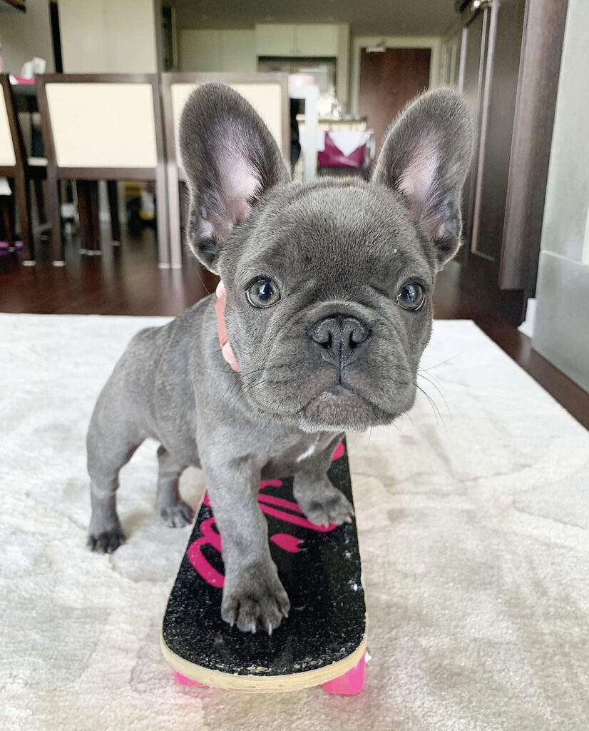 franse bulldog te koop