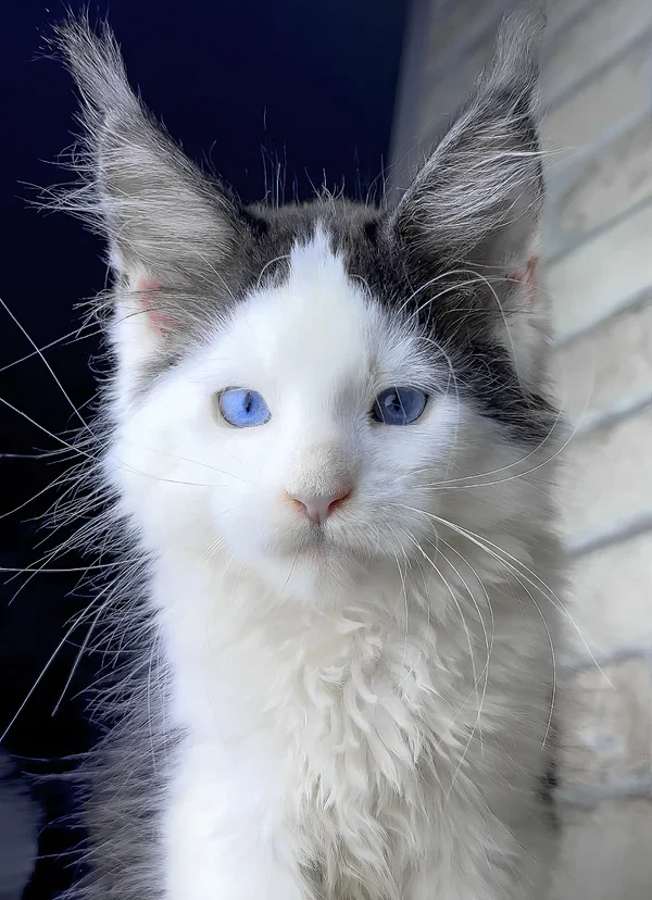 Maine-Coon-Kätzchen zu verkaufen