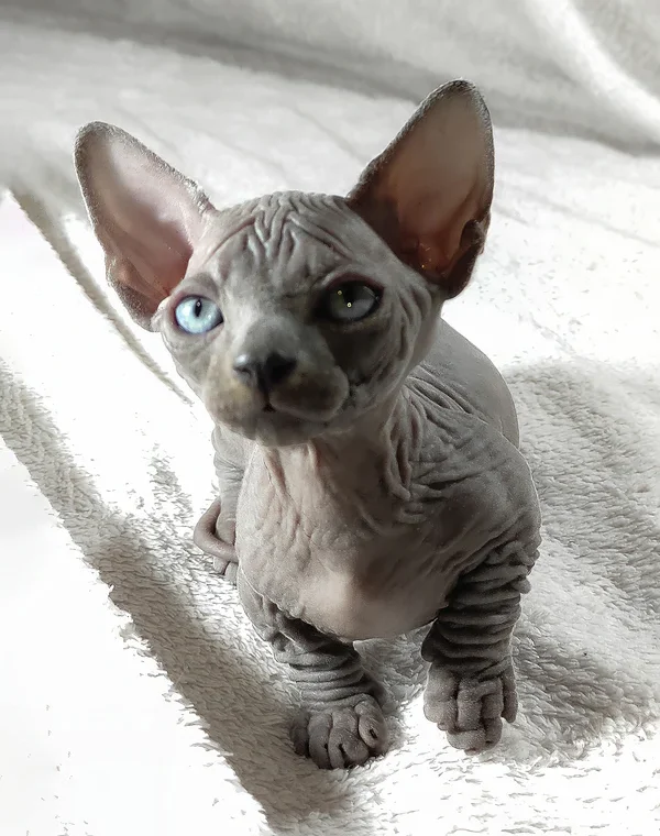 Sphynx-Kätzchen zu verkaufen