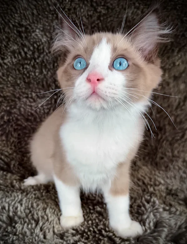 Ragdoll-Kätzchen zu verkaufen