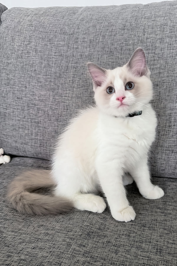 Ragdoll-Kätzchen zu verkaufen