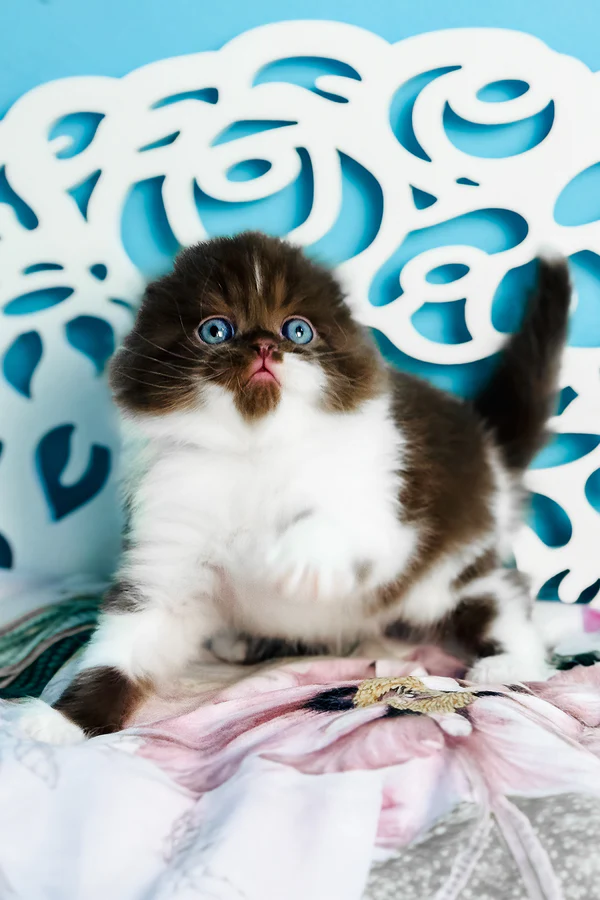 Scottish Fold Kätzchen zu verkaufen