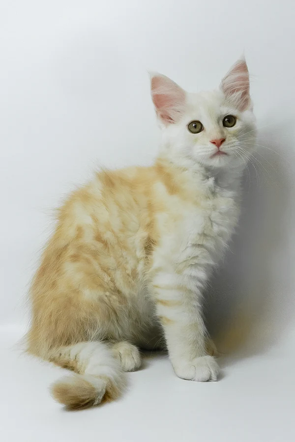 Maine-Coon-Kätzchen zu verkaufen