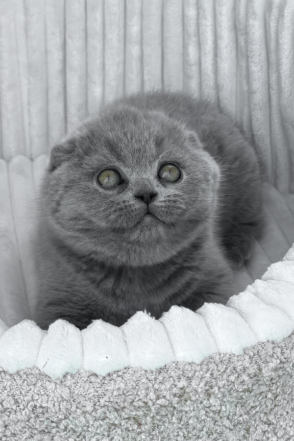 Scottish Fold Kätzchen zu verkaufen