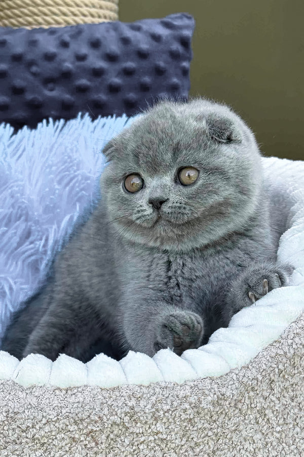 Scottish Fold Kätzchen zu verkaufen