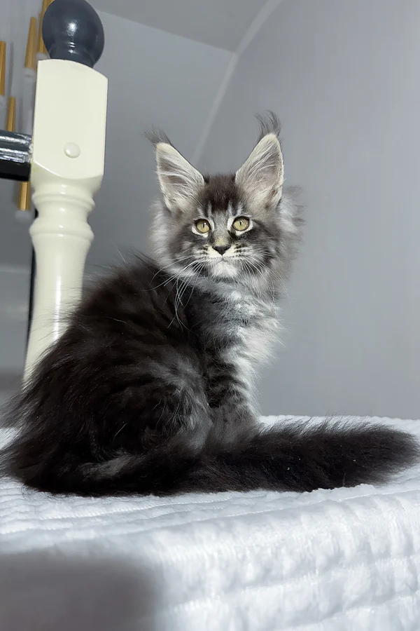 Maine-Coon-Kätzchen zu verkaufen