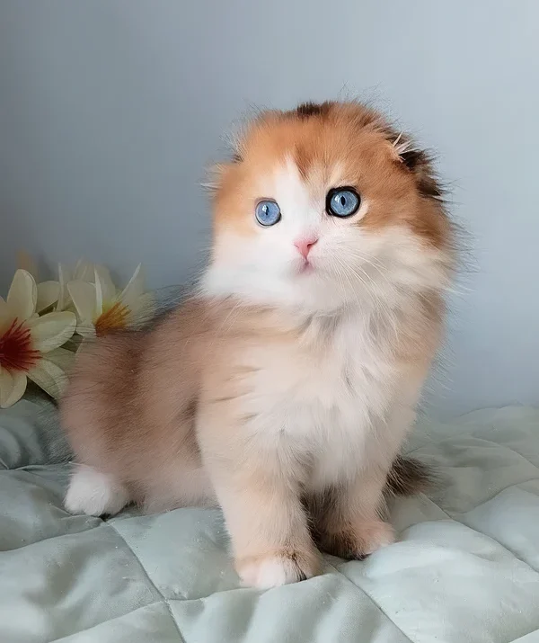 Scottish Fold Kätzchen zu verkaufen