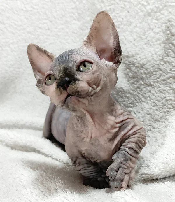Sphynx-Kätzchen kaufen
