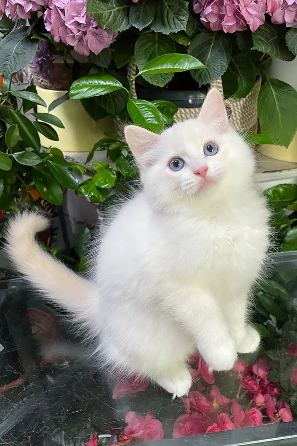 Ragdoll-Kätzchen zu verkaufen