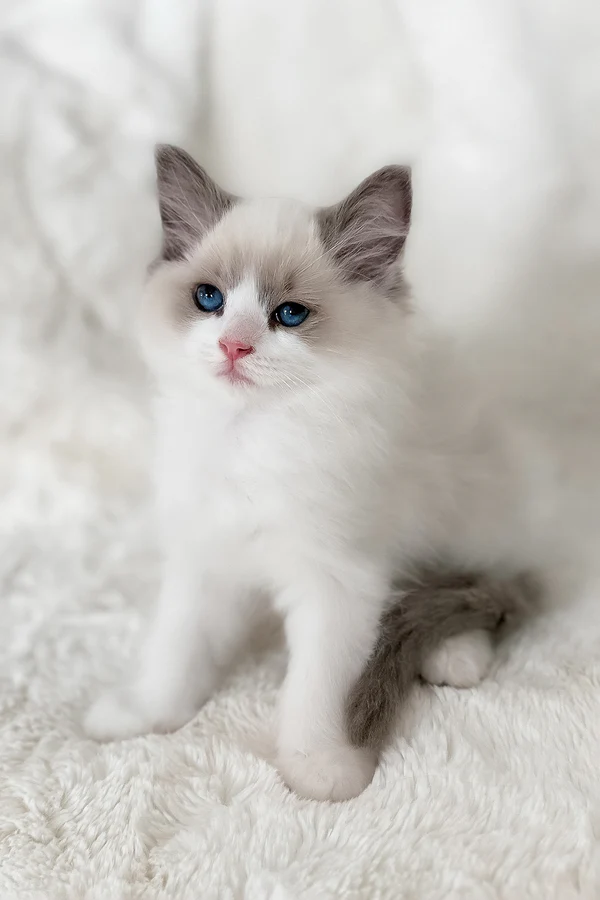 Ragdoll-Kätzchen zu verkaufen