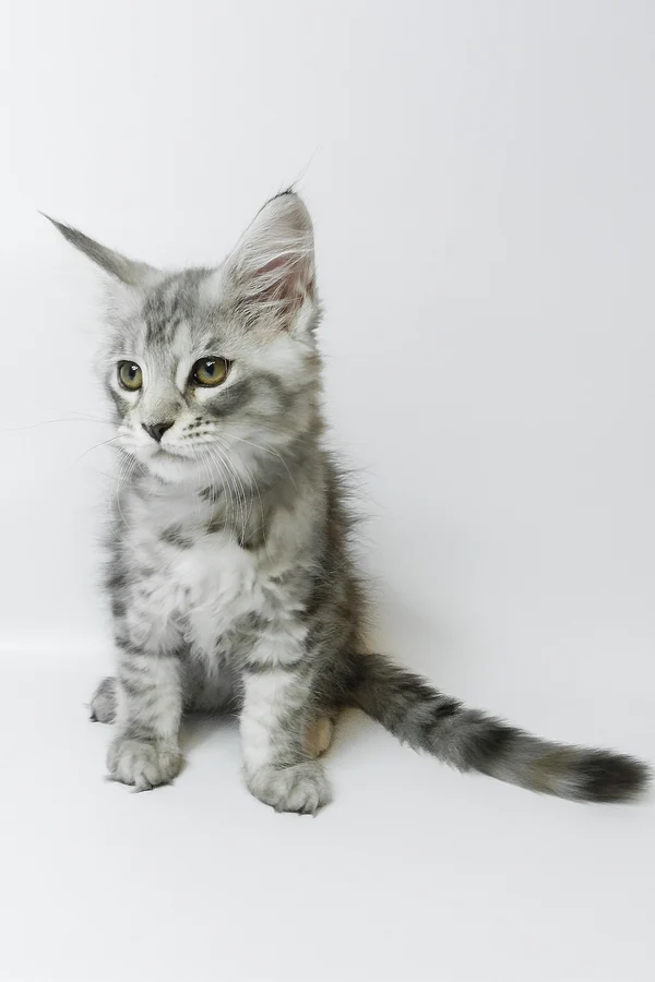 Maine-Coon-Kätzchen zu verkaufen