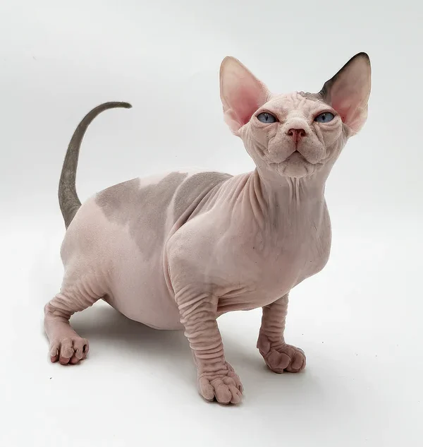Sphynx-Kätzchen zu verkaufen