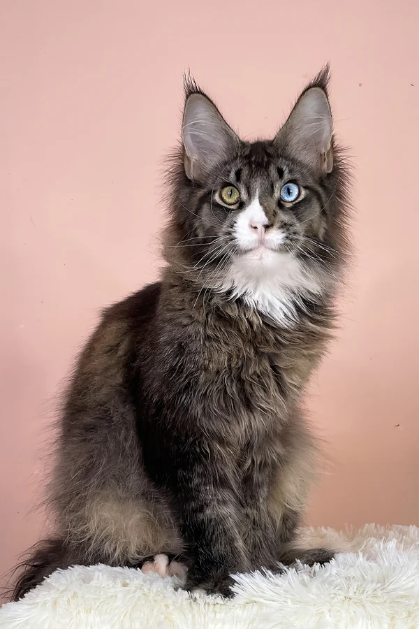 Maine-Coon-Kätzchen zu verkaufen