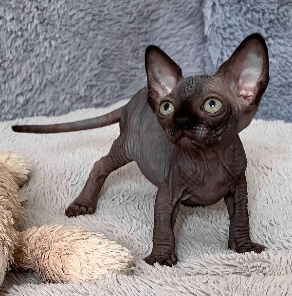 Sphynx-Kätzchen zu verkaufen