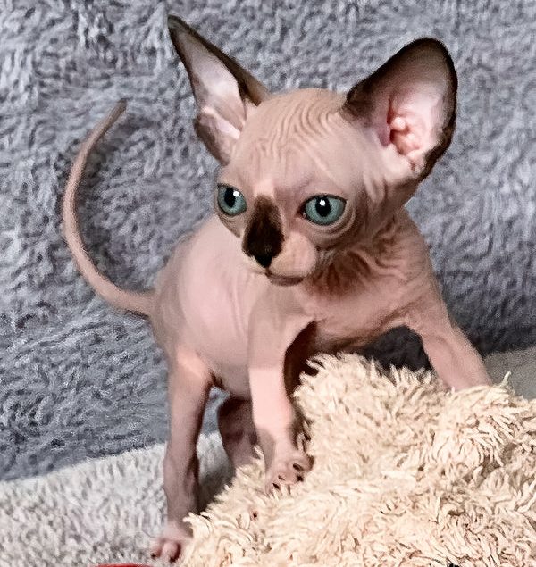 Sphynx-Kätzchen kaufen