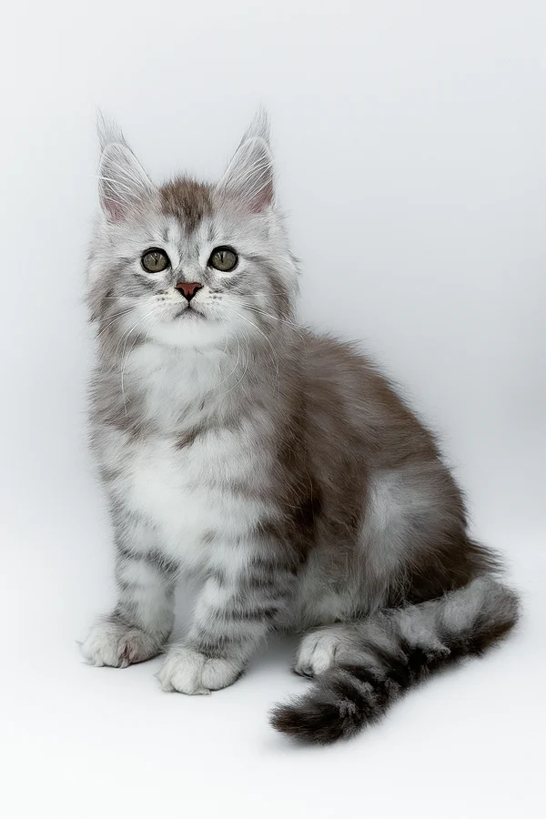 Maine-Coon-Kätzchen zu verkaufen